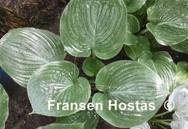 Hosta Mike  