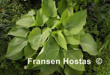 Hosta Miki