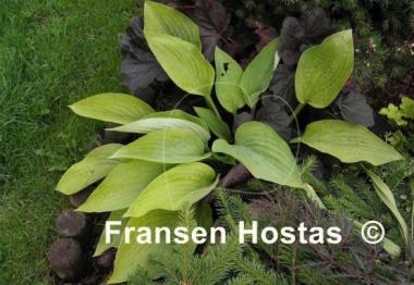 Hosta Miki