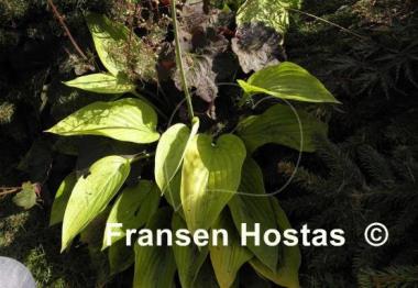 Hosta Miki