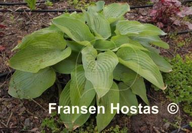 Hosta Miki