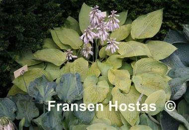 Hosta Miki