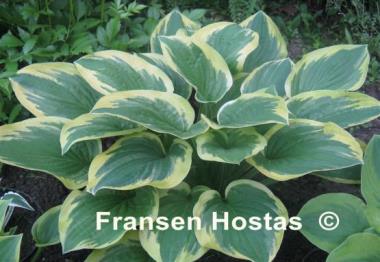 Hosta Mildred Seaver