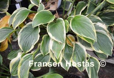 Hosta Mildred Seaver