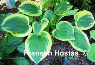 Hosta Mildred Seaver