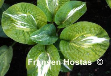 Hosta Milk Road