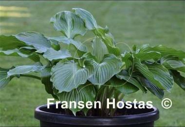 Hosta Mill's Repechage