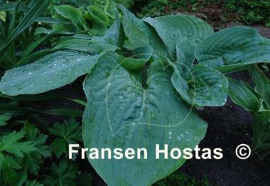 Hosta Millennium