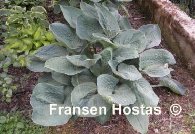 Hosta Millennium