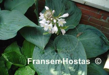 Hosta Millennium