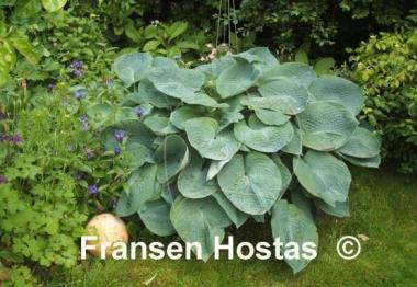 Hosta Millennium