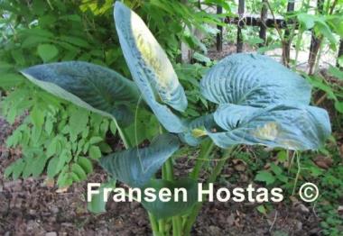 Hosta Millennium