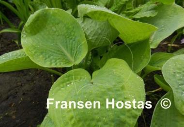 Hosta Millie's Memoirs