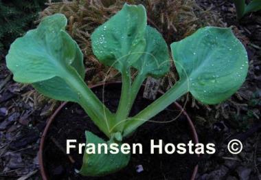 Hosta Millie's Memoirs