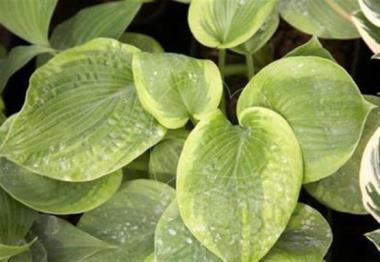 Hosta Millie's Memoirs