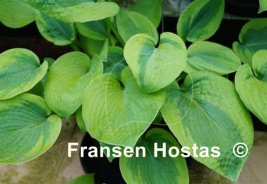 Hosta Millie's Memoirs