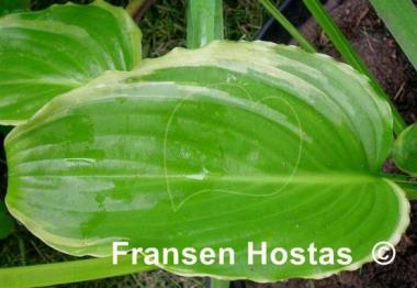 Hosta Ming Treasure