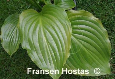 Hosta Ming Treasure