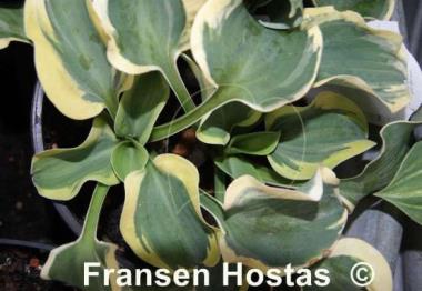 Hosta Mini Skirt
