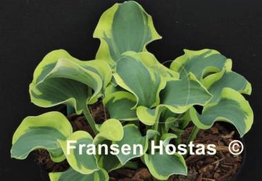 Hosta Mini Skirt