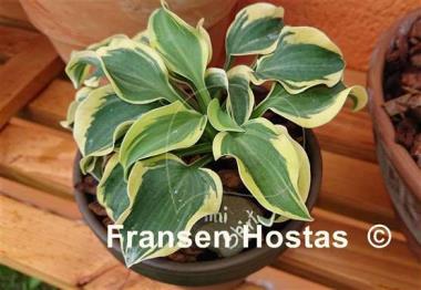 Hosta Mini Skirt