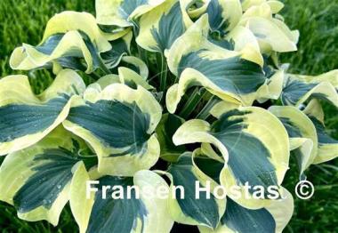 Hosta Mini Skirt