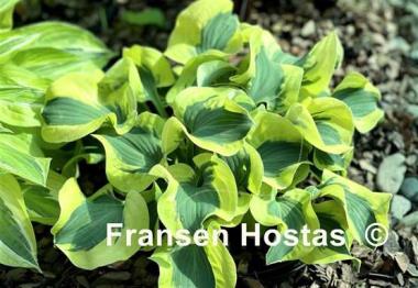 Hosta Mini Skirt