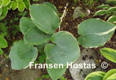 Hosta Minke