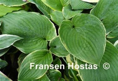 Hosta Minke