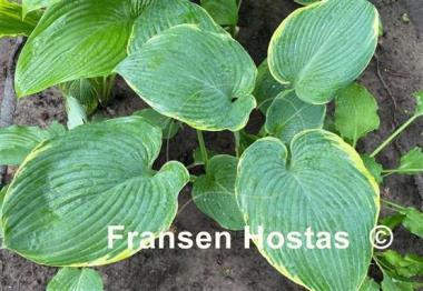 Hosta Minke