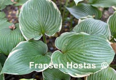 Hosta Minke
