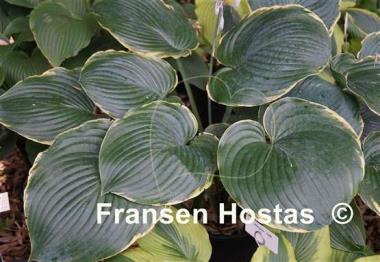 Hosta Minke