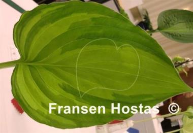 Hosta Minnesota Nice