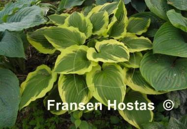 Hosta Minnesota Wild