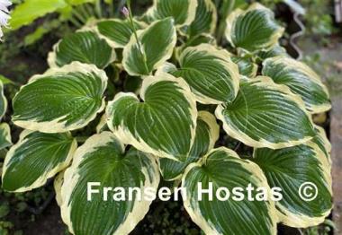 Hosta Minnesota Wild