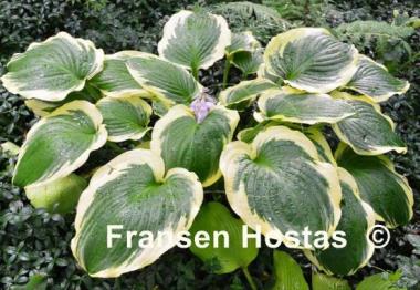 Hosta Minnesota Wild