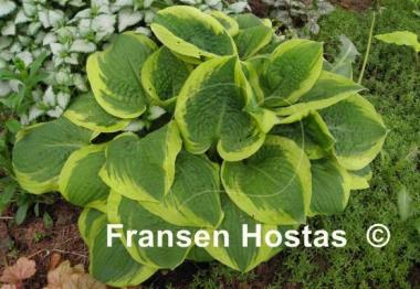 Hosta Mint Julep