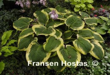 Hosta Mint Julep