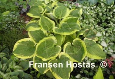 Hosta Mint Julep