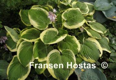 Hosta Mint Julep