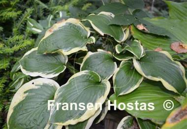Hosta Mint Julep