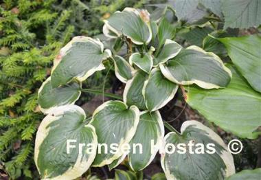 Hosta Mint Julep