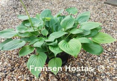 Hosta Minuta