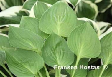 Hosta Minuta