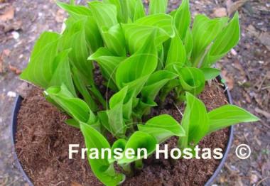 Hosta Minuta