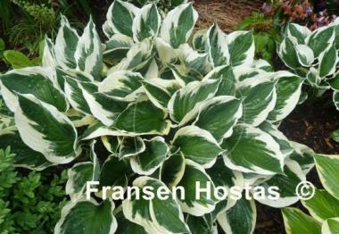 Hosta Minuteman