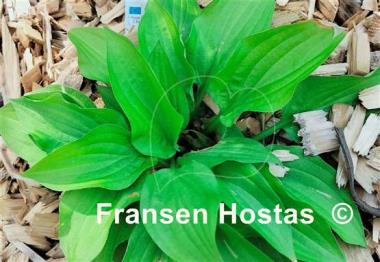 Hosta Miracle Lemony