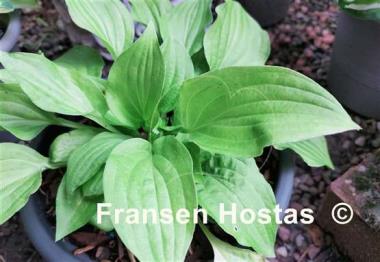 Hosta Miracle Lemony