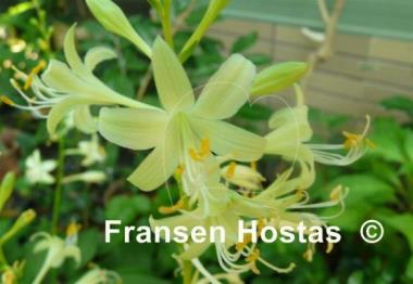 Hosta Miracle Lemony