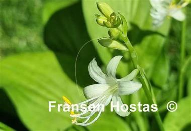 Hosta Miracle Lemony